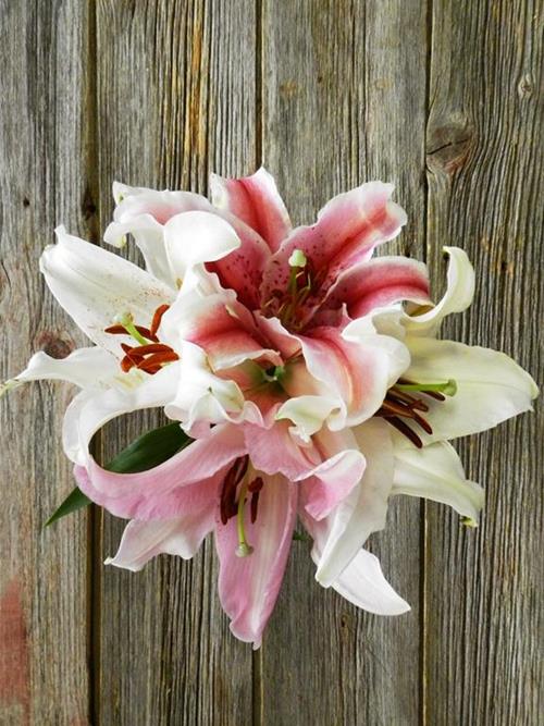 30 STEMS PINKS & 30 STEMS WHITE   ORIENTAL LILIES